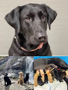 Ashby, a certified therapy dog, with playful puppies and scenic outdoor moments, highlighting her role at Evolve Dental Care.